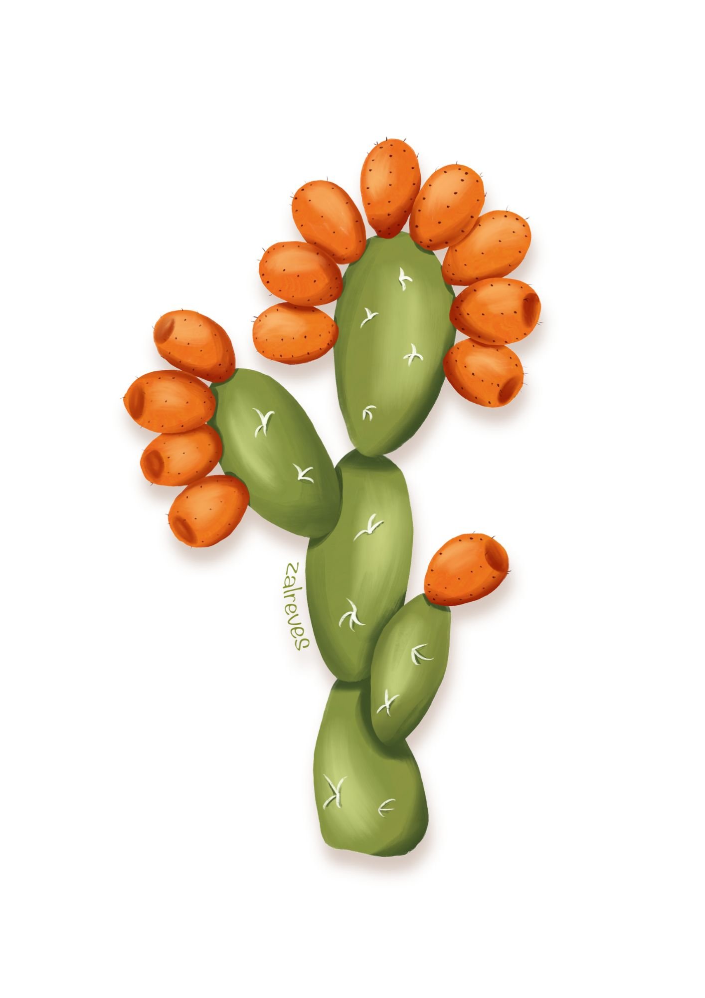 Ilustración de cactus